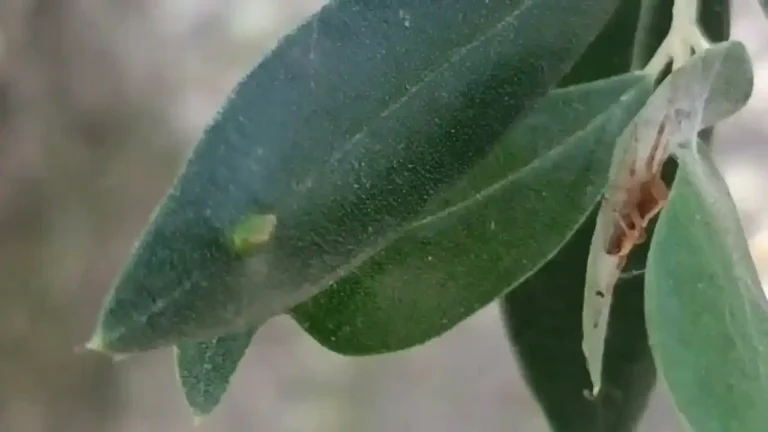 Emergenza agricoltura in Lunigiana: incontro a Fivizzano su velutina e cecidomia Emergenza agricoltura in Lunigiana: incontro a Fivizzano su velutina e cecidomia - agricoltura, cecidomia