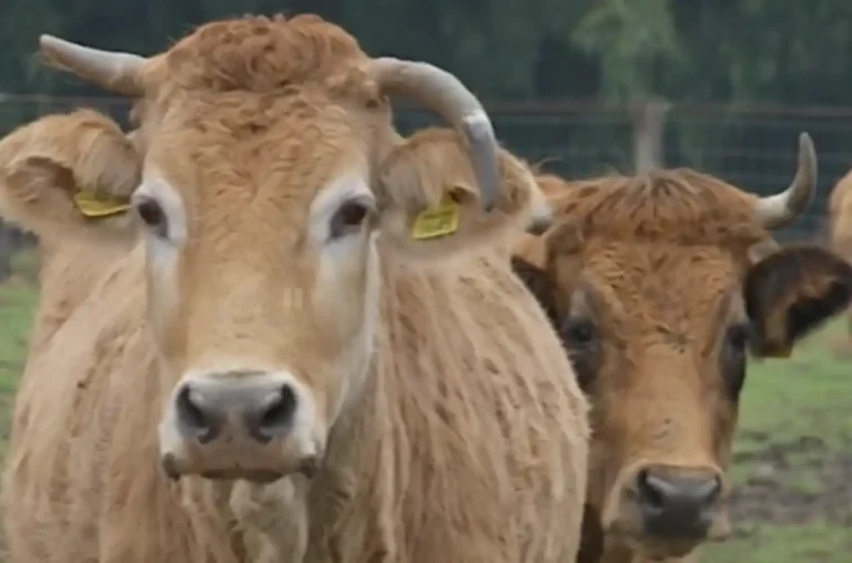 Supporto agli allevatori toscani: nuovo bando pluriennale per la biodiversità - allevatori, Bando