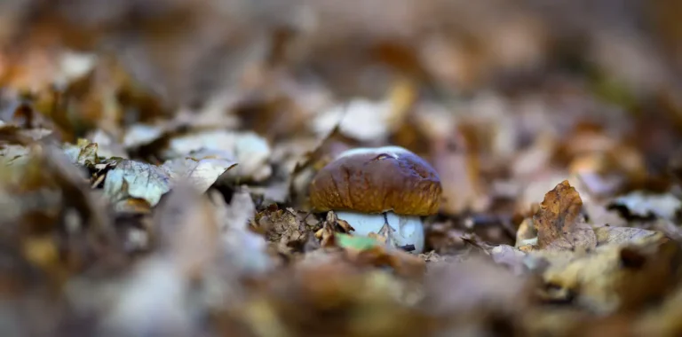 Campionato Mondiale del Fungo a Cerreto Laghi, già aperte le iscrizioni - appennino, campionato