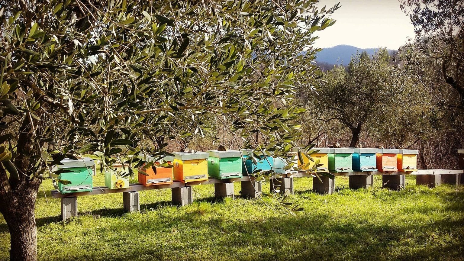 Il bilancio 2024 del Consorzio Miele della Lunigiana Dop. Eccellenza locale - agricoltura, dop