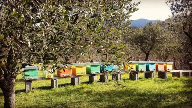 Il bilancio 2024 del Consorzio Miele della Lunigiana Dop. Eccellenza locale Il bilancio 2024 del Consorzio Miele della Lunigiana Dop. Eccellenza locale - agricoltura, dop