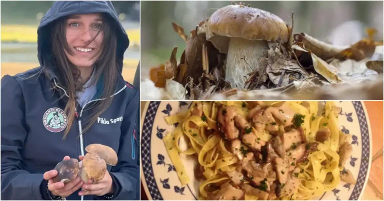 Cerreto e l'Appennino pronti per il mondiale del fungo - appennino, cerreto