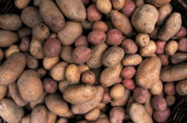 Il caldo estremo e l'umidità dimezzano la produzione della patata di Zeri - agricoltura, patata