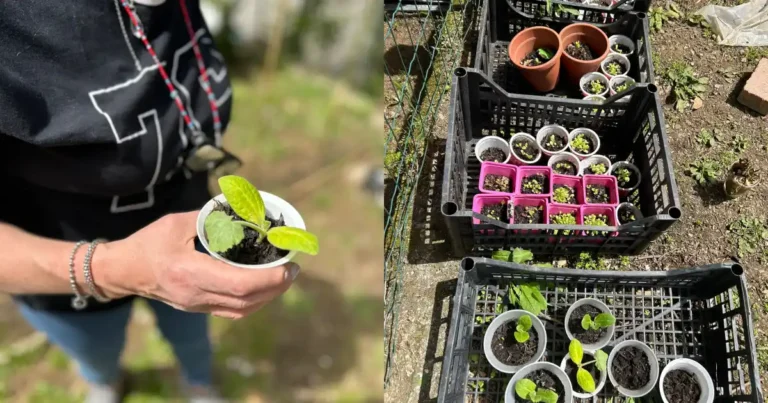 Pollice verde per i nonni di Aulla con il progetto di ortoterapia Pollice verde per i nonni di Aulla con il progetto di ortoterapia - anziani, Aulla