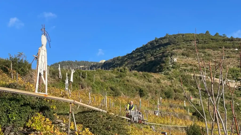 I preparativi per l'accensione del presepe di Manarola – Immagine dell'articolo I preparativi per l'accensione del presepe di Manarola - cinque terre, manarola
