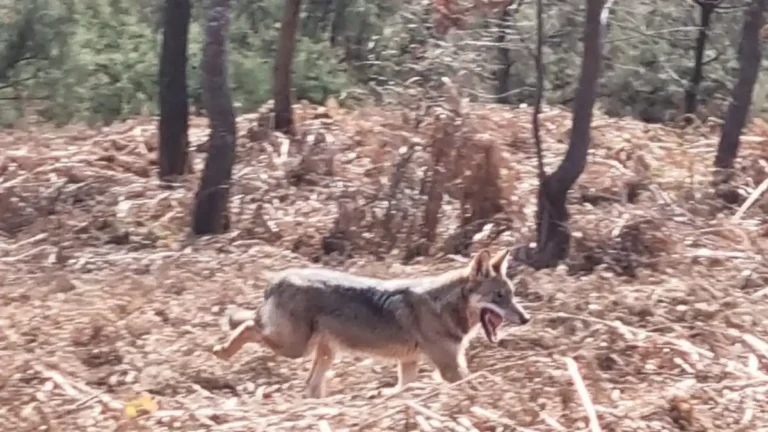 Il Lupo nel territorio spezzino, una conferenza il 30 novembre Il Lupo nel territorio spezzino, una conferenza il 30 novembre - la spezia, lupo