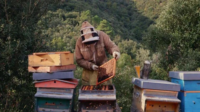 Altro primato per il Miele della Lunigiana DOP con il primo spot in uscita, adesso - Consorzio Miele della Lunigiana DOP, dop