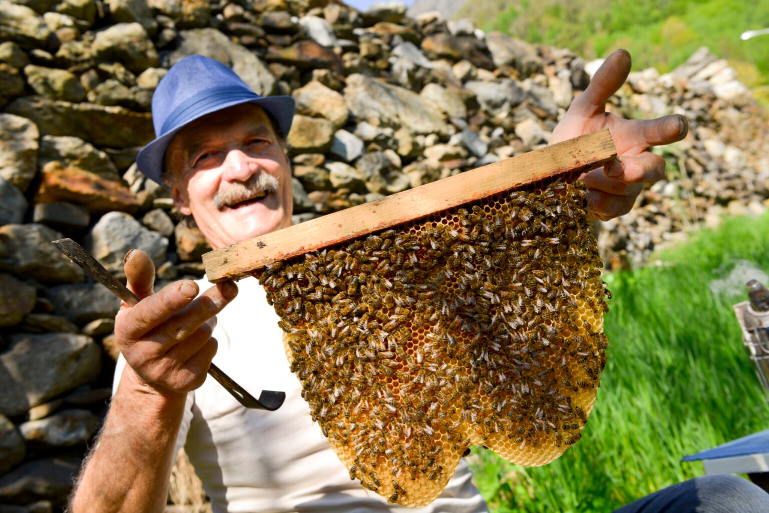 Al Pungiglione torna Mielerie Aperte, edizione autunnale: visite, lab, degustazione - apicoltura, Attività didattiche