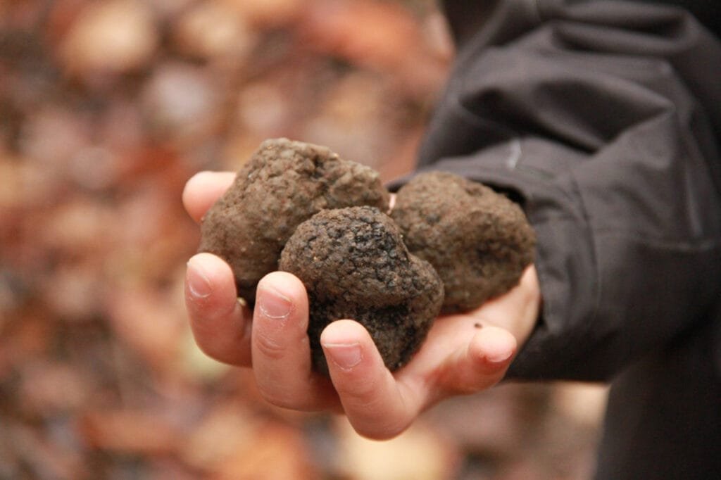 A Bagnone ritorna il Festival del Tartufo. Ecco il programma e gli eventi A Bagnone ritorna il Festival del Tartufo. Ecco il programma e gli eventi - bagnone, cucina