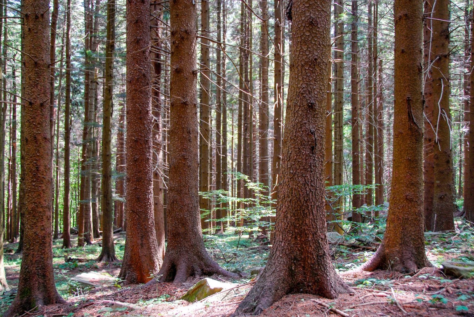 Sarà in Lunigiana il VI Forum Nazionale degli Appennini di Legambiente Sarà in Lunigiana il VI Forum Nazionale degli Appennini di Legambiente - Appennini, eventi
