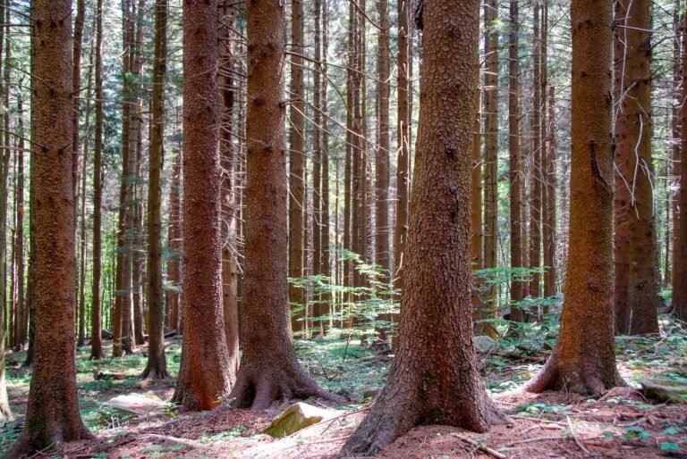 Sarà in Lunigiana il VI Forum Nazionale degli Appennini di Legambiente - Appennini, eventi