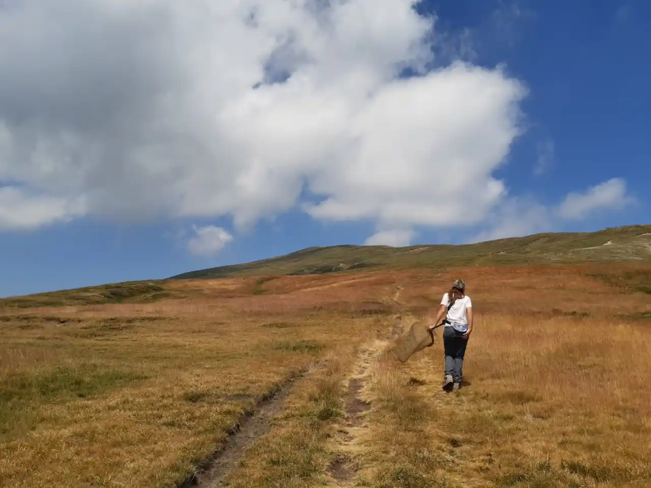 Tutelare gli impollinatori selvatici, un progetto del Parco Appennino - Parchi