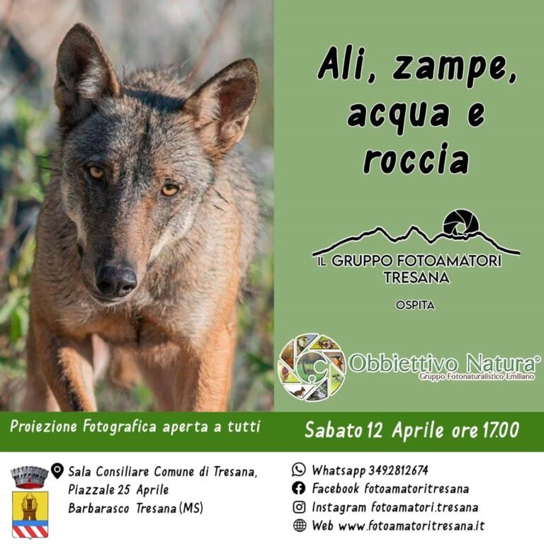 I Fotoamatori Tresana ospitano il Gruppo Obbiettivo Natura I Fotoamatori Tresana ospitano il Gruppo Obbiettivo Natura - Animali, fauna