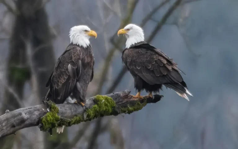 Trump attacca Powell, e il dollaro arretra ancora Trump attacca Powell, e il dollaro arretra ancora - crisi, dazi