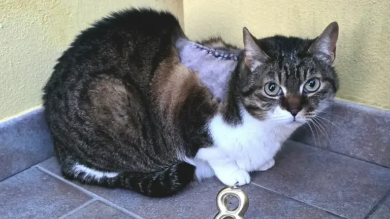 Raccolta fondi per Choco: salvare un gatto affetto da sarcoma - aiuto, Choco