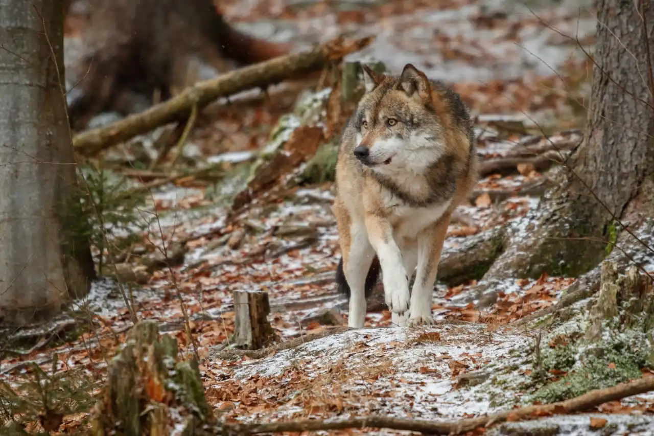 Lupo nel bosco