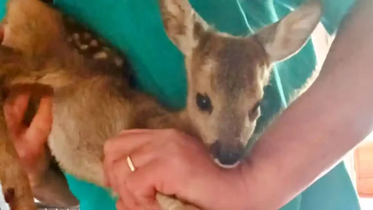 Capriolo salvato a Chiamici: la polizia locale interviene e lo affida a un centro specializzato - capriolo, chiamici