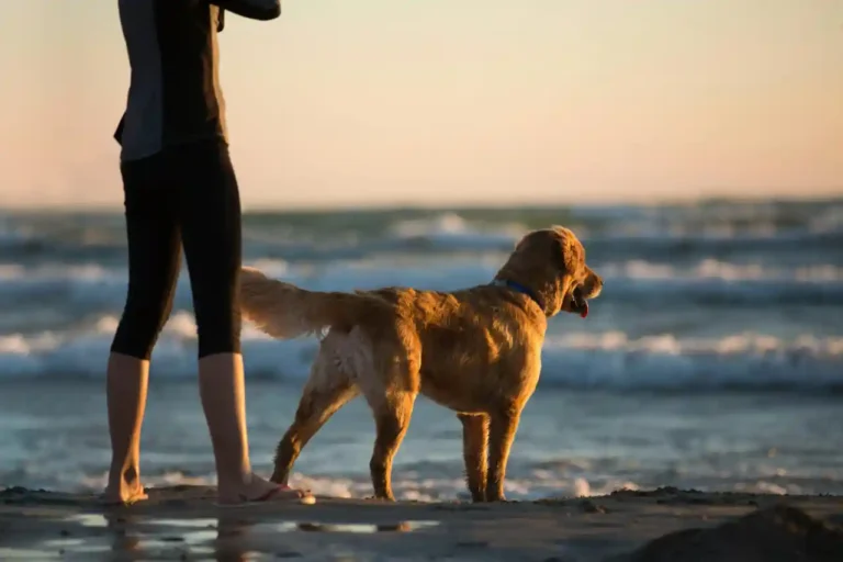 Cane sulla Bau Beach di Marina di Carrara