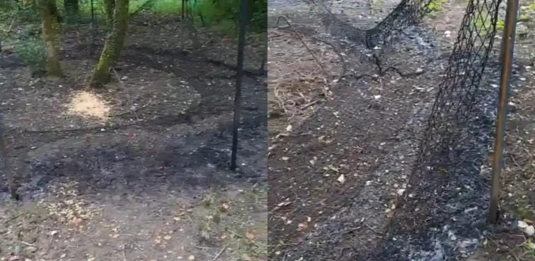 Vandalizzata una struttura per la cattura dei cinghiali a Mulazzo - cattura cinghiali, Mulazzo