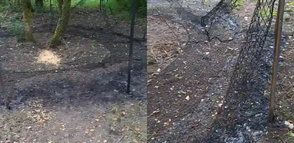 Vandalizzata una struttura per la cattura dei cinghiali a Mulazzo - Mulazzo