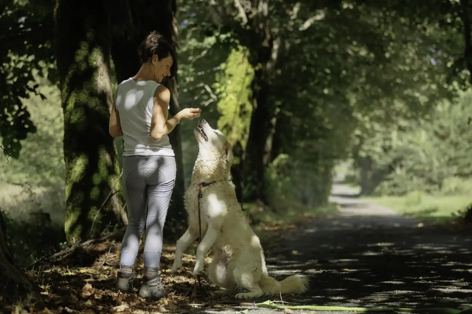 Boschi e sentieri della Lunigiana: perché è così facile perdere il cane e come evitarlo -