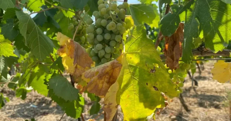 Massa: controlli intensificati nella vendemmia: contrasto al caporalato e al lavoro nero - caporalato, Controlli