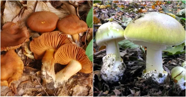 Funghi, meglio non correre rischi: i consigli dei micologi della ASL per evitare intossicazioni - asl, consigli