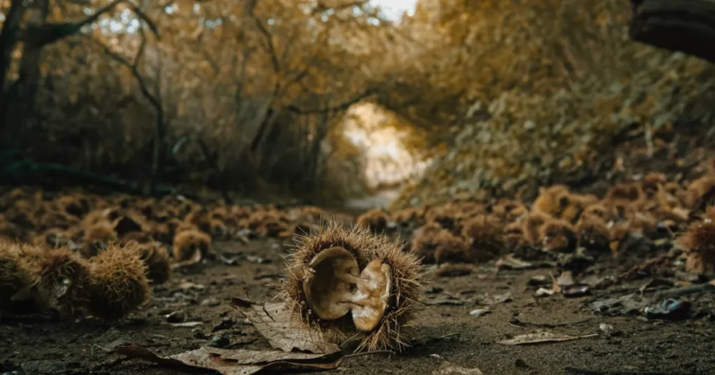 A Casola arriva la Castawalk A Casola arriva la Castawalk - casola, castawalk