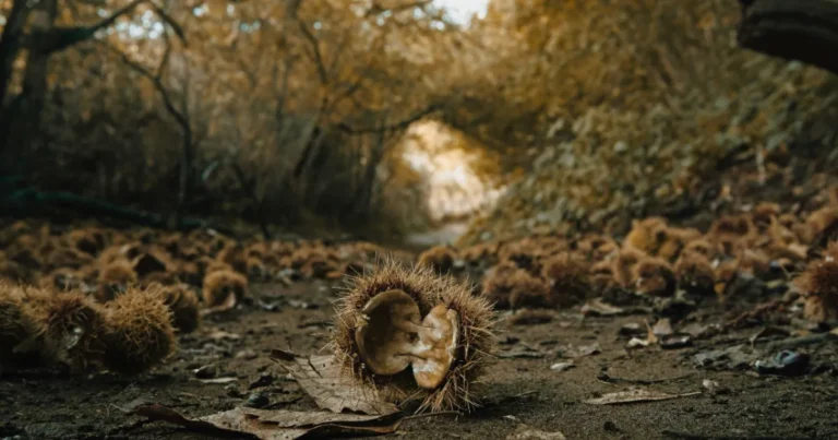 A Casola arriva la Castawalk - casola, castawalk
