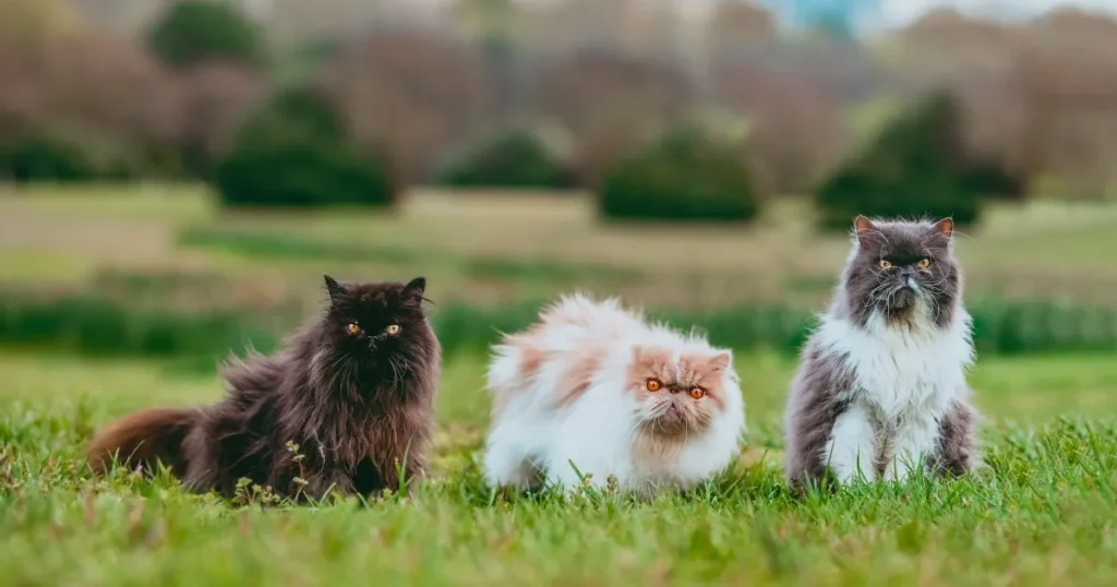 Pet care moderno: come cambiano le abitudini di chi si prende cura degli animali domestici - Animali, cura