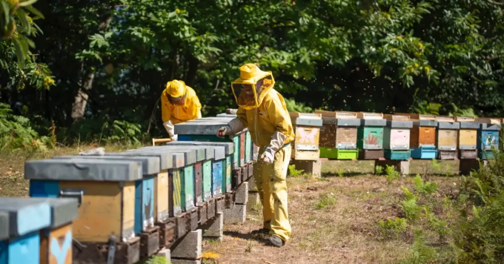 Oltre 800 soci, corsi e cooperazione: bilancio e punti di forza di Toscana Miele Oltre 800 soci, corsi e cooperazione: bilancio e punti di forza di Toscana Miele - miele, mielerie