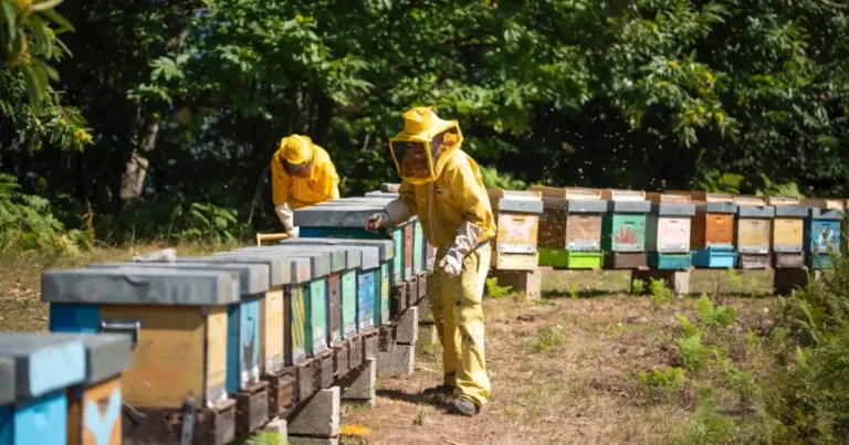 Iscrizioni aperte per il nuovo corso base di apicoltura di Toscana Miele - apicoltura, massa
