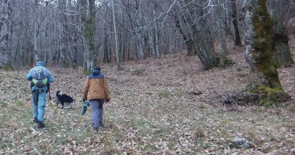 PSA: i guardiaparco impegnati nelle ricerche attive di carcasse di cinghiale nel Parco delle Alpi Apuane - alpi apuane, peste suina africana