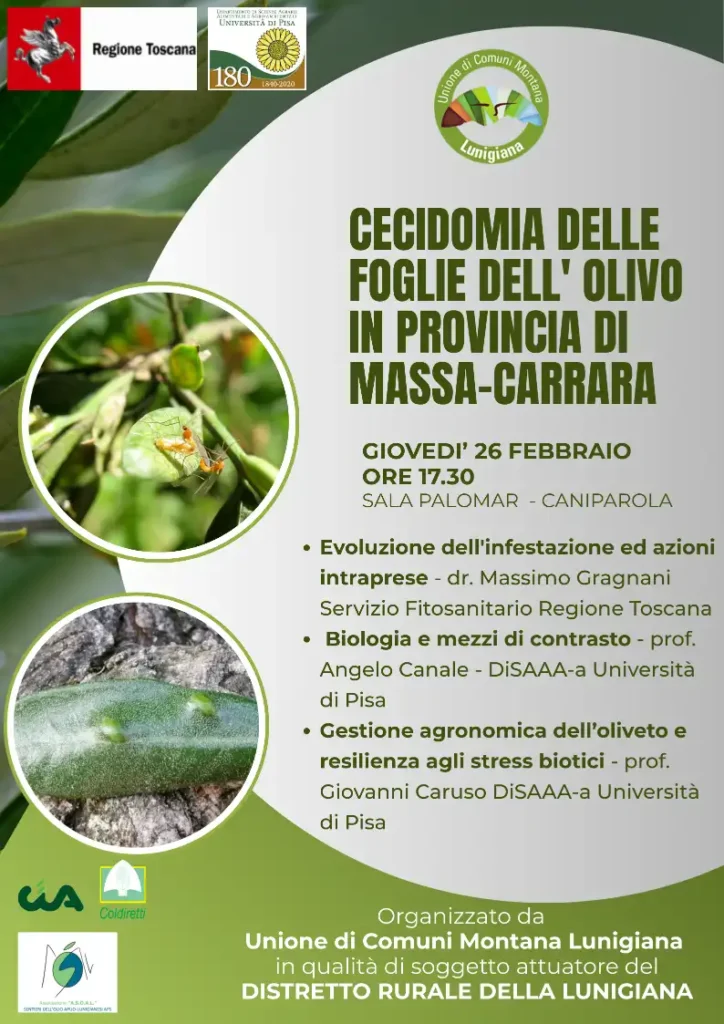 Cecidomia dell’olivo: incontro tecnico in Lunigiana per affrontare l’emergenza fitosanitaria - cecidomia, emergenza