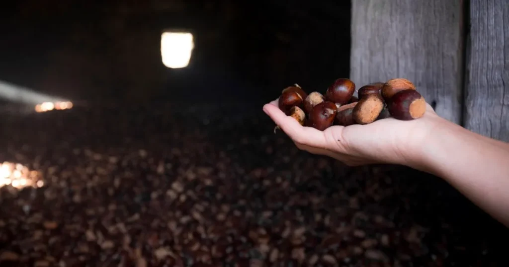 A Filattiera il primo Incontro Nazionale della Rete Slow Food dei Castanicoltori - castagna, castanicoltori