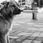 Cane abbandonato, alla Spezia per la campagna "Io non abbandono" contro l'abbandono degli animali