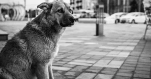 Cane abbandonato, alla Spezia per la campagna "Io non abbandono" contro l'abbandono degli animali