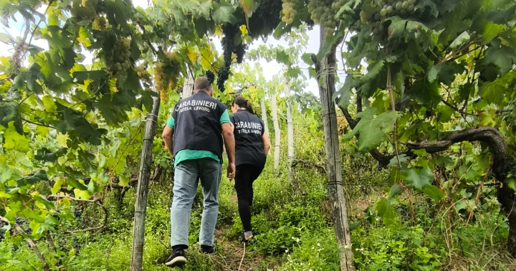 Vendemmia a Massa Carrara: 7 lavoratori in nero, sanzioni per 33.400 euro Vendemmia a Massa Carrara: 7 lavoratori in nero, sanzioni per 33.400 euro - lavoro, vendemmia